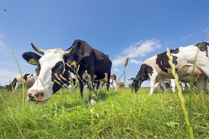 Inspiratiesessie: nieuw perspectief voor boer én landschap!