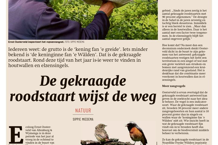 De gekraagde roodstaart wijst de weg