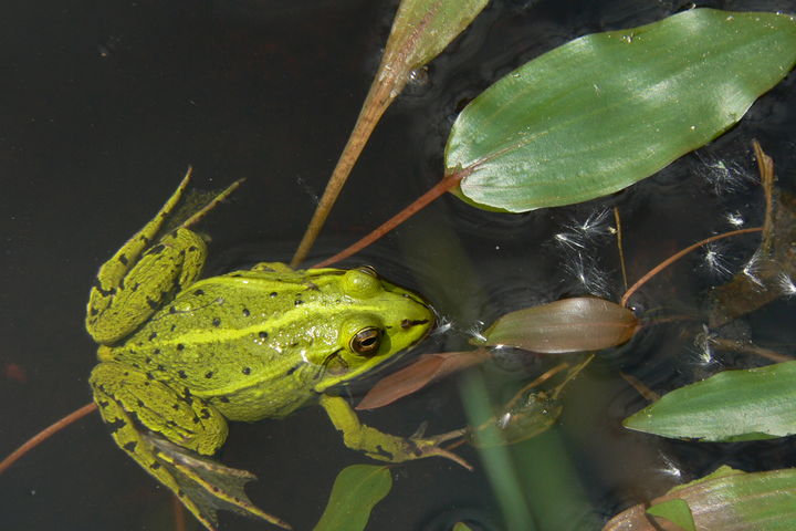 Meer biodiversiteit in en rondom de Fryske boeresleat