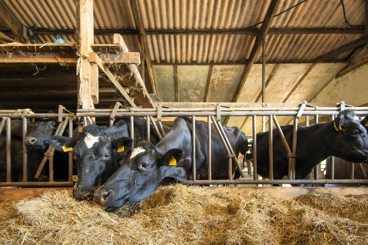 Kosten- en batenanalyse voor melkveehouders